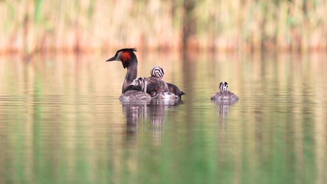 Great Crested Grebe - ML659222949