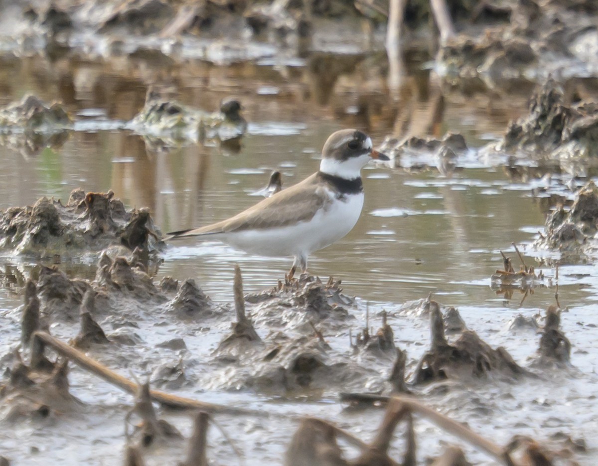 Semipalmated Plover - ML659222965