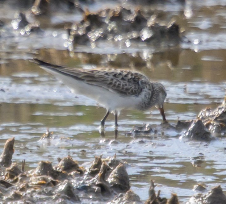 White-rumped Sandpiper - ML659222970