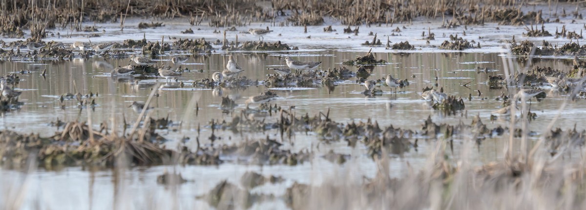 Semipalmated Sandpiper - ML659223061