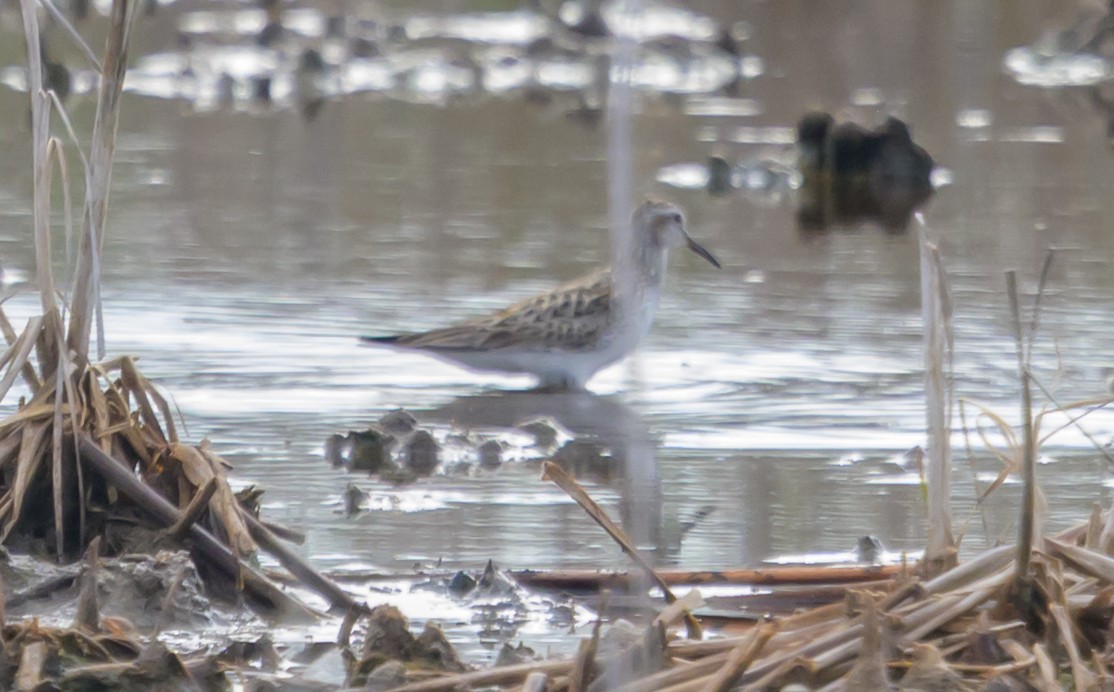 shorebird sp. - ML659223142
