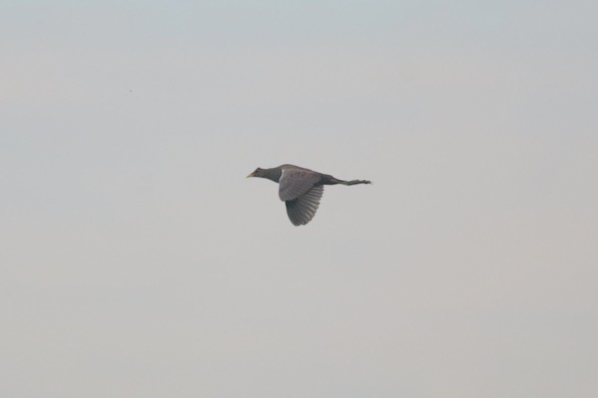 Watercock - ML659223430