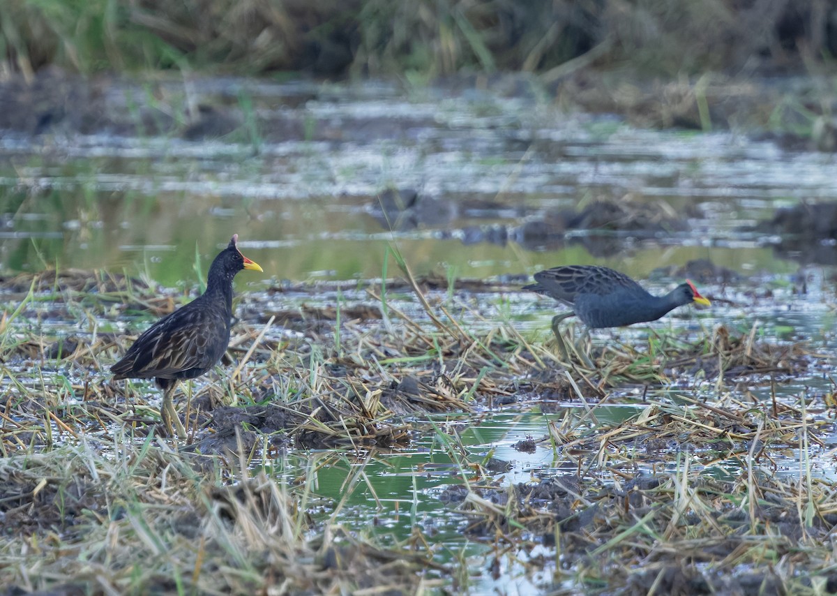 Watercock - ML659223449
