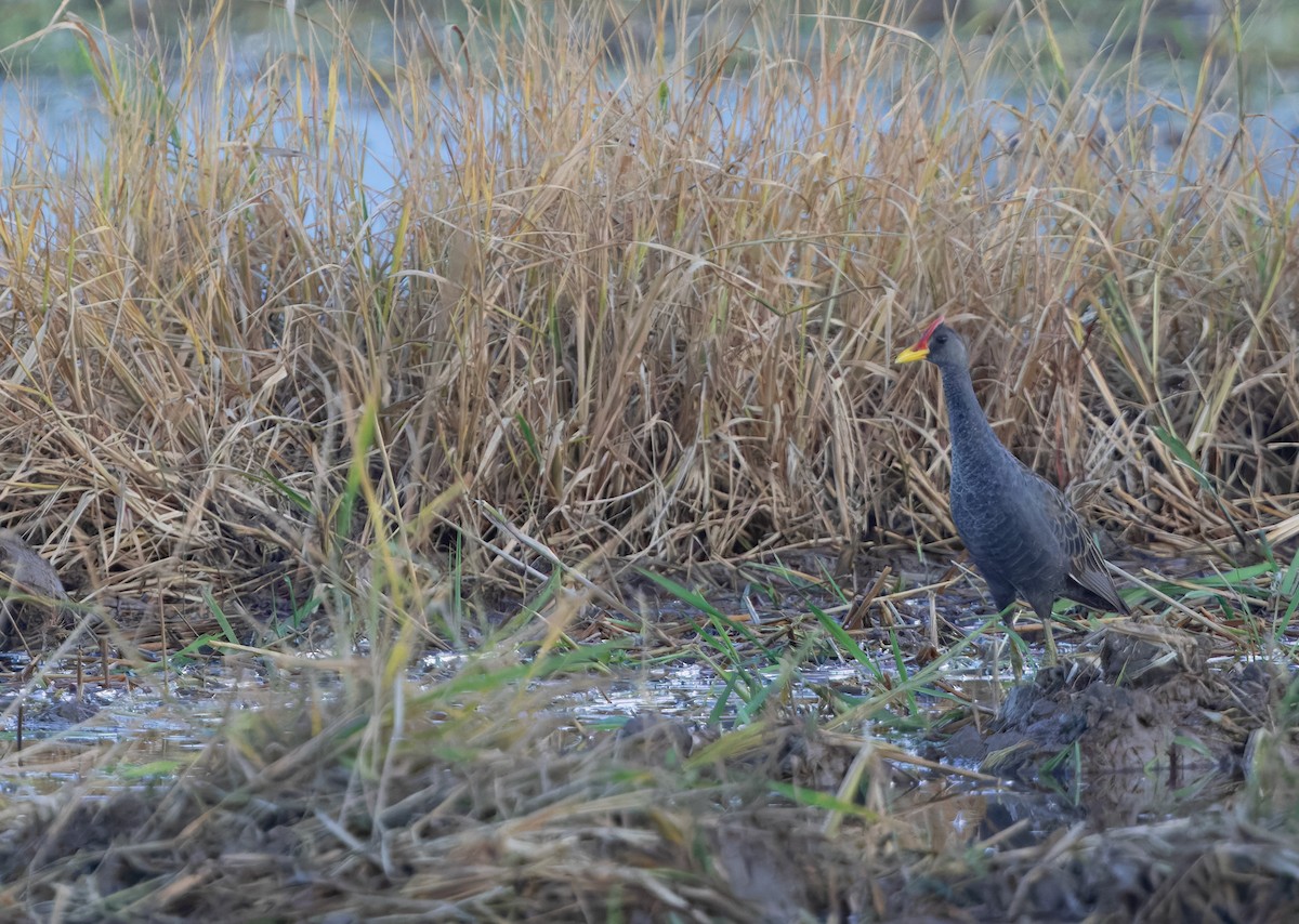 Watercock - ML659223450