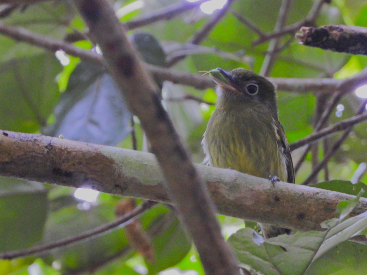 Eye-ringed Flatbill - ML659223488