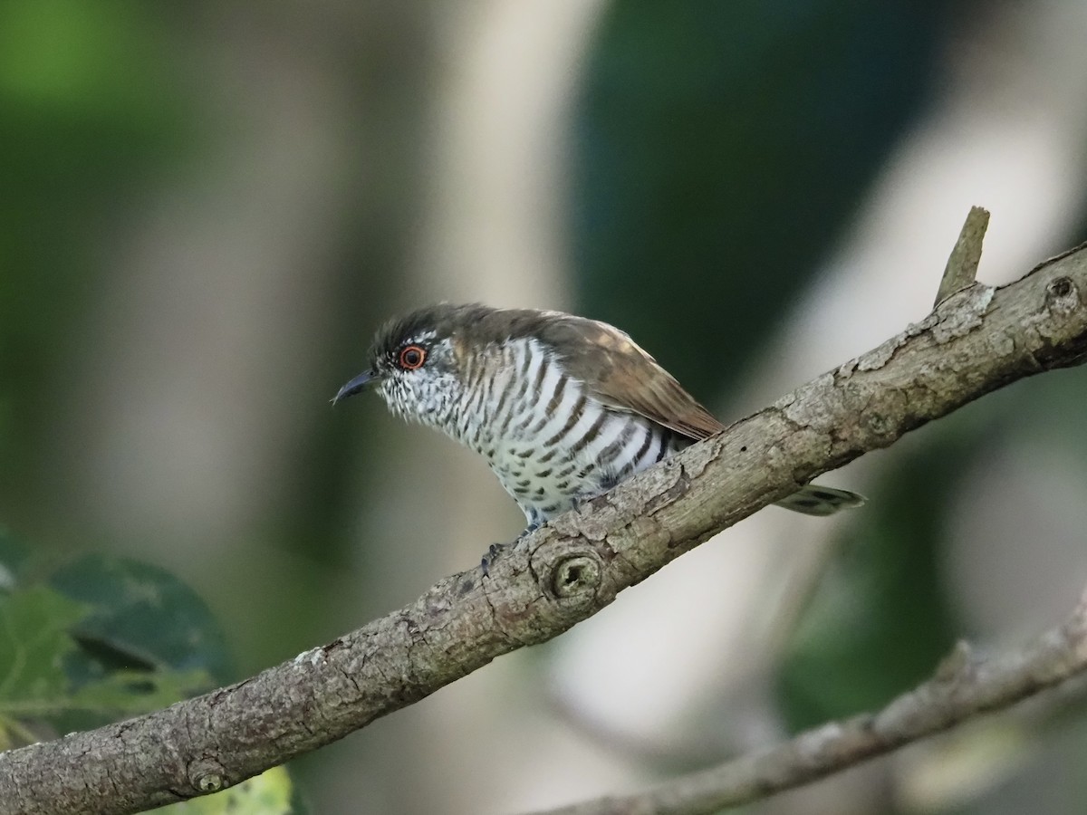 Little Bronze-Cuckoo - ML659223776