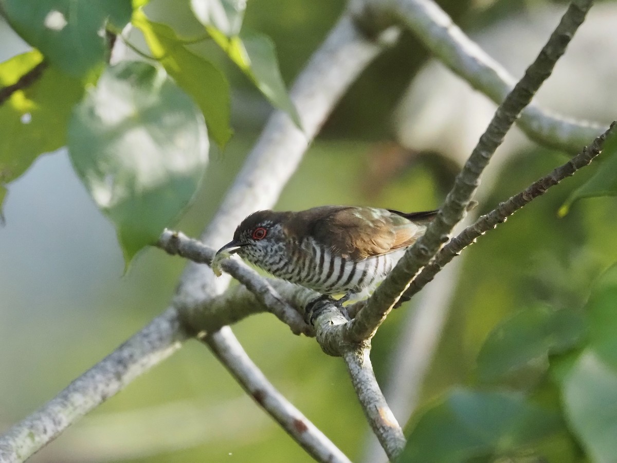 Little Bronze-Cuckoo - ML659223777