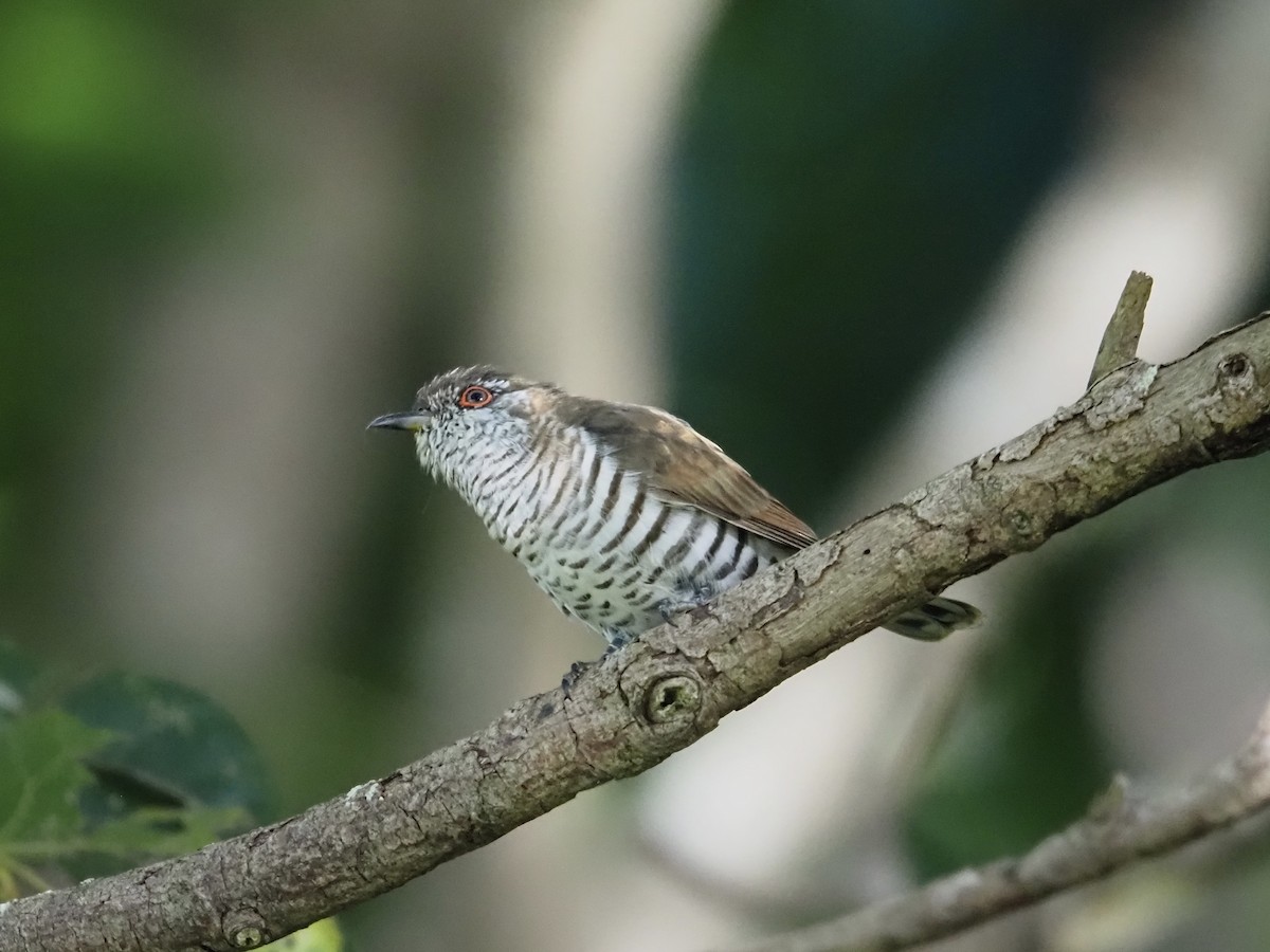 Little Bronze-Cuckoo - ML659223778