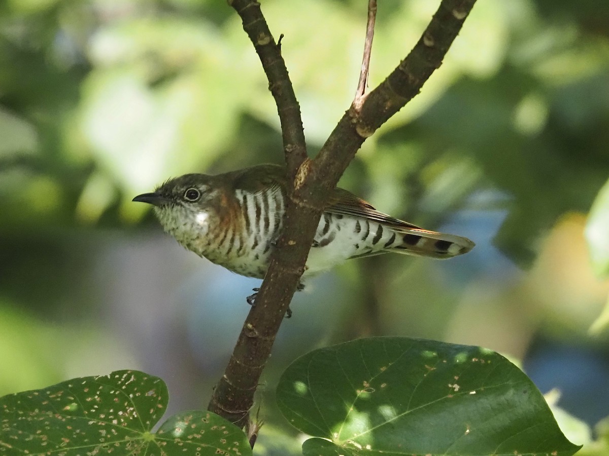 Little Bronze-Cuckoo - ML659223779
