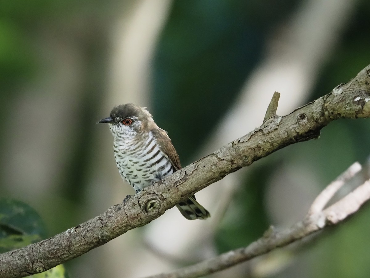 Little Bronze-Cuckoo - ML659223780