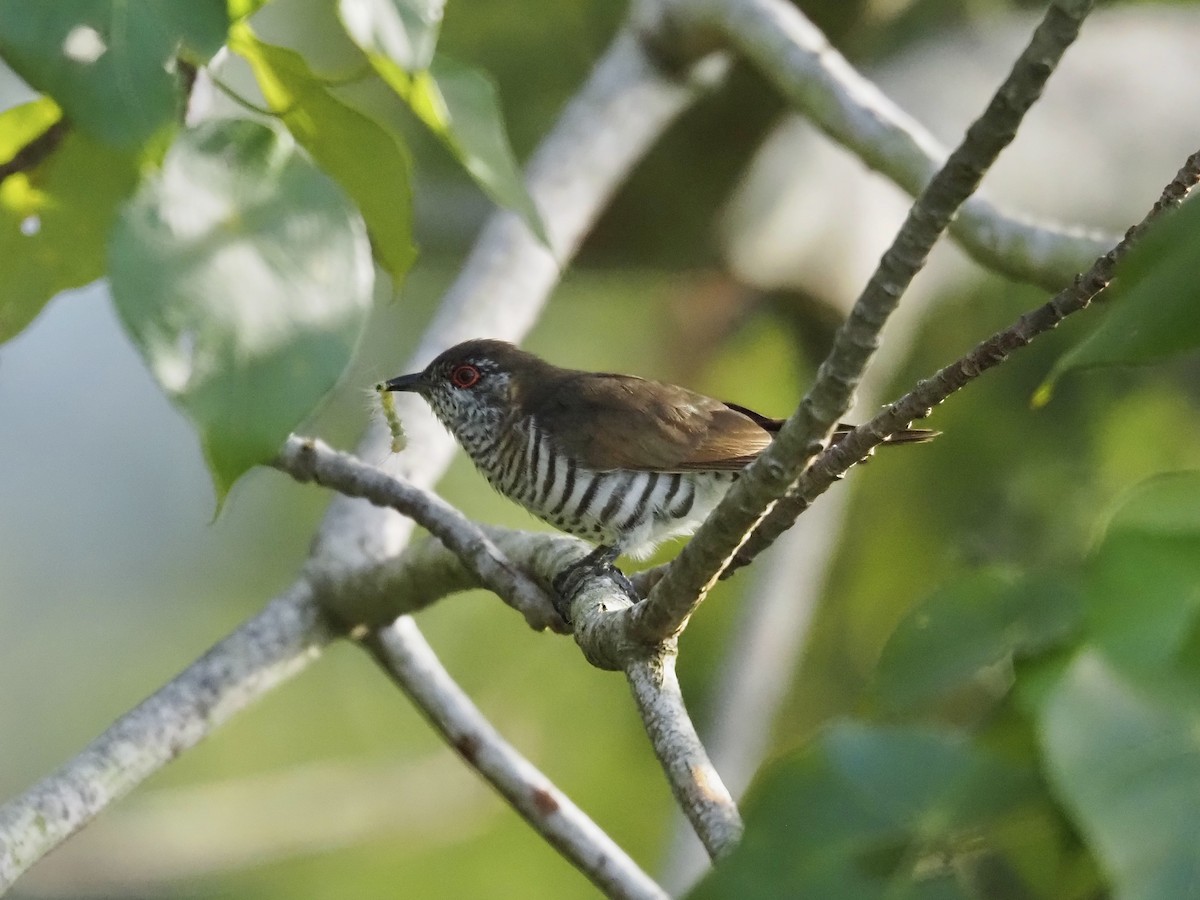 Little Bronze-Cuckoo - ML659223781