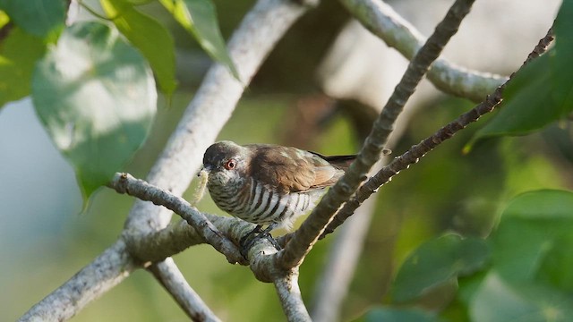 Little Bronze-Cuckoo - ML659223810