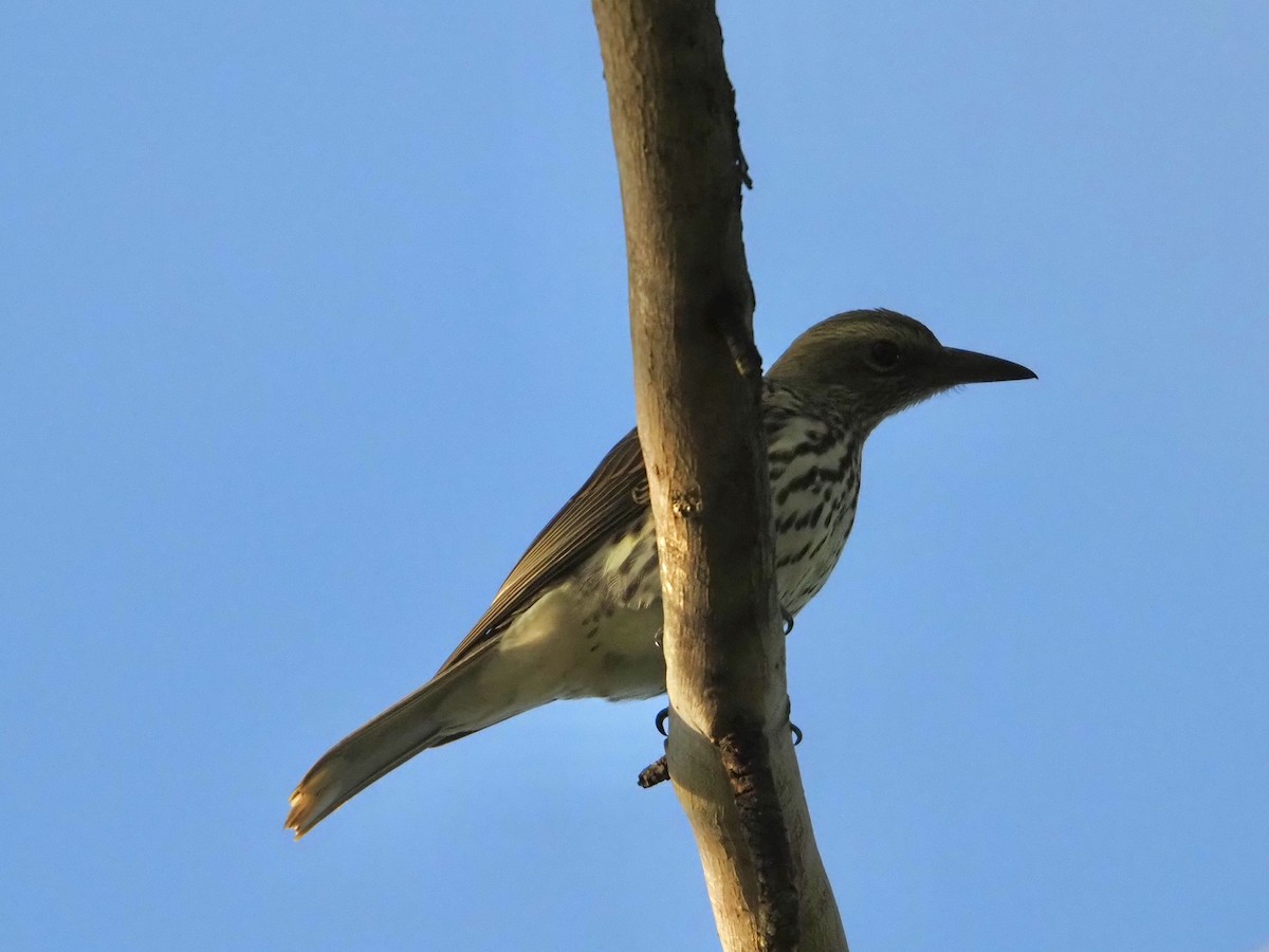 Olive-backed Oriole - ML659223871