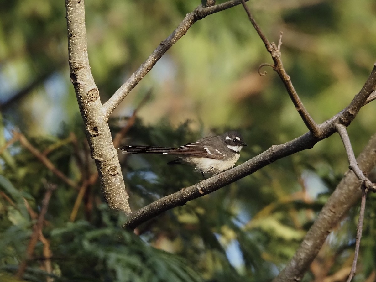 Gray Fantail (keasti) - ML659223880