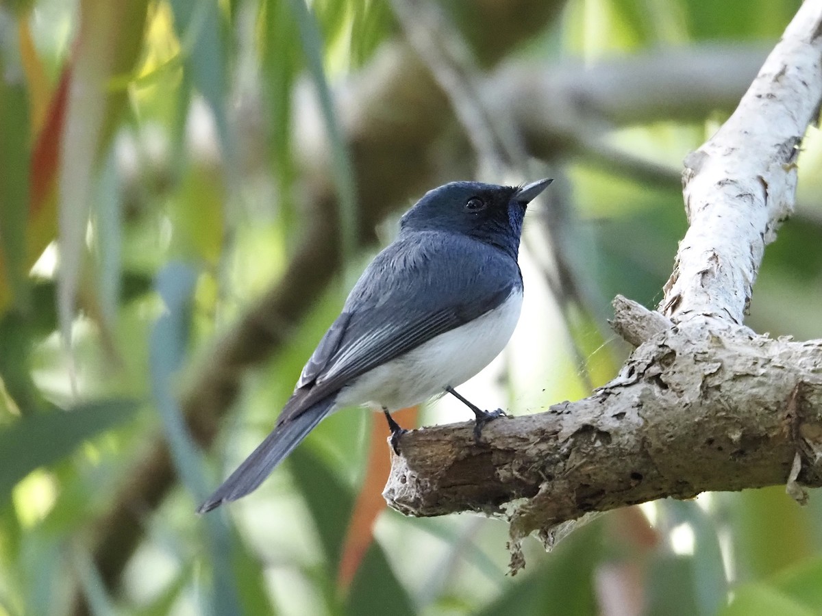 Leaden Flycatcher - ML659223884