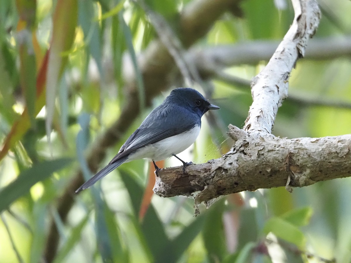 Leaden Flycatcher - ML659223885