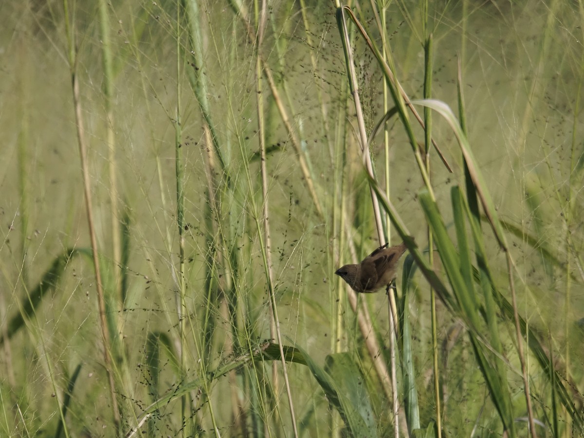 Chestnut-breasted Munia - ML659223933