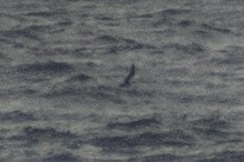 Long-tailed Jaeger - ML659224149