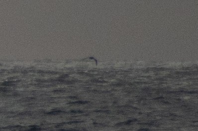 Long-tailed Jaeger - ML659224152