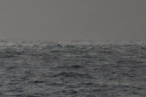 Long-tailed Jaeger - ML659224153