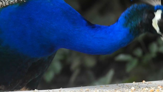 Павич чубатий - ML659224844