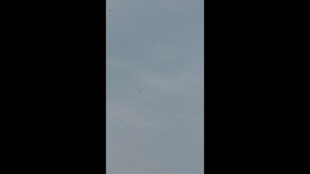Широкорот східний - ML659225220