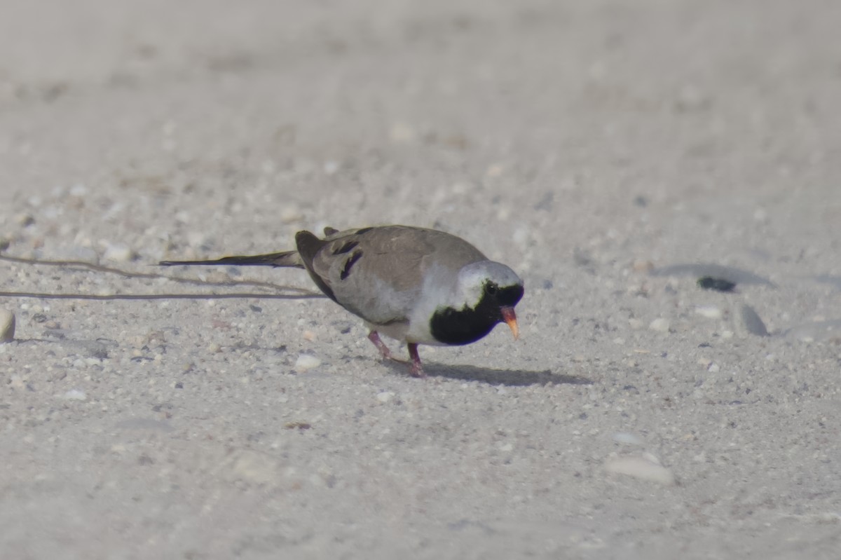 Namaqua Dove - ML659225303