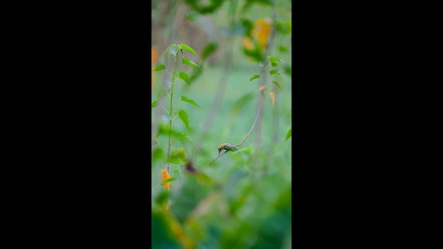 Бджолоїдка мала - ML659225363