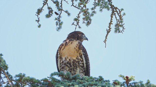 Канюк неоарктичний - ML659225566