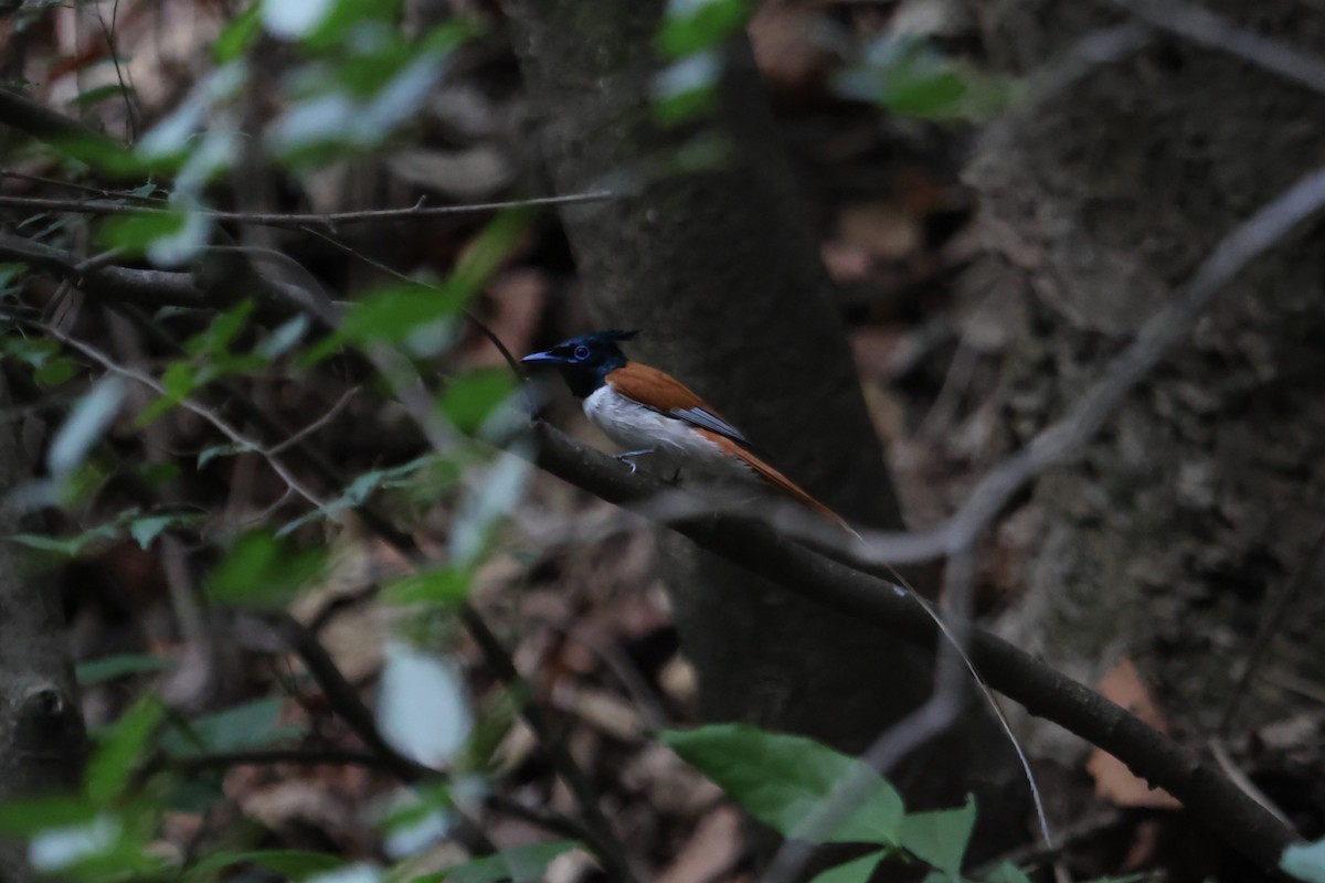 Indian Paradise-Flycatcher - ML659225589