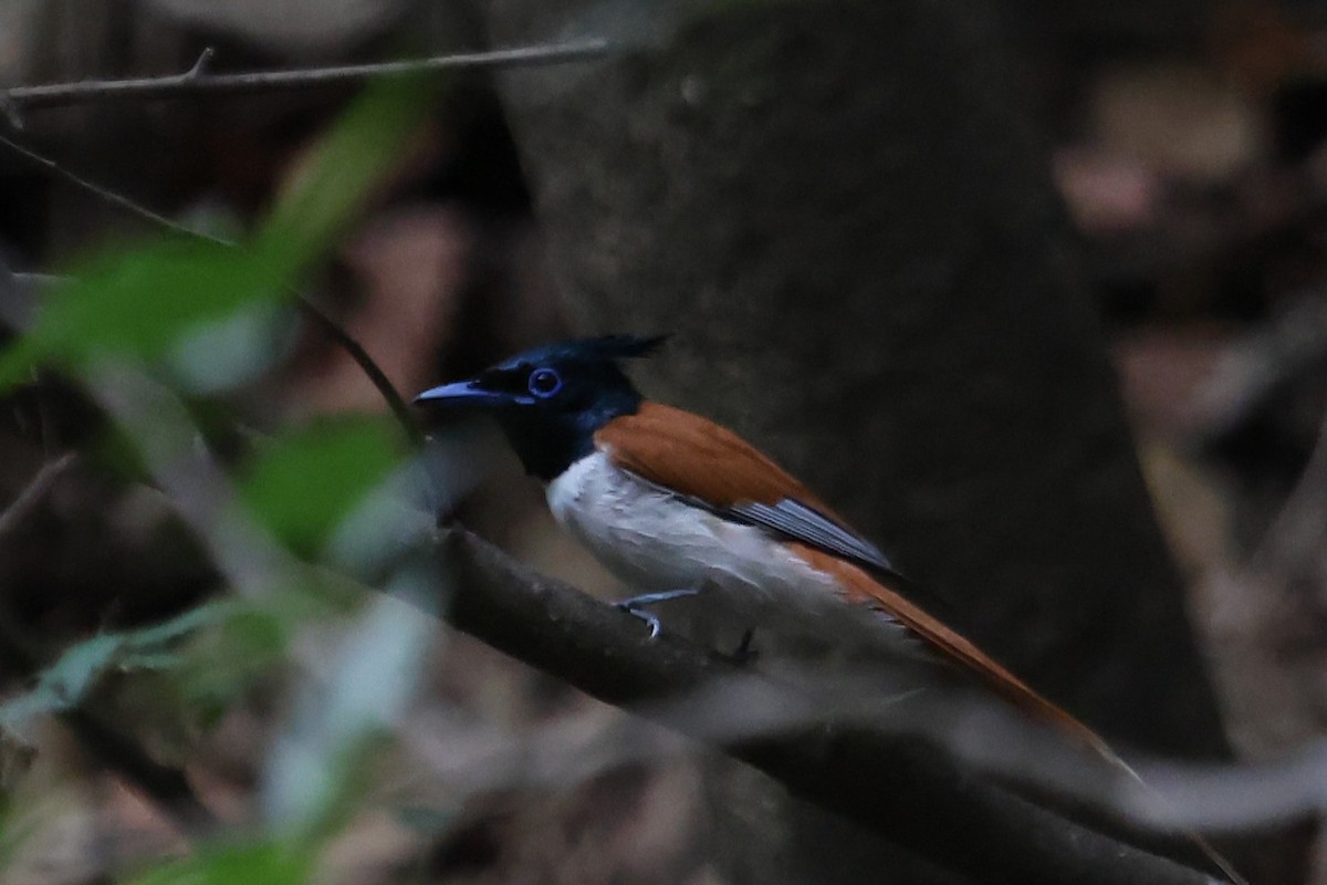 Indian Paradise-Flycatcher - ML659225593