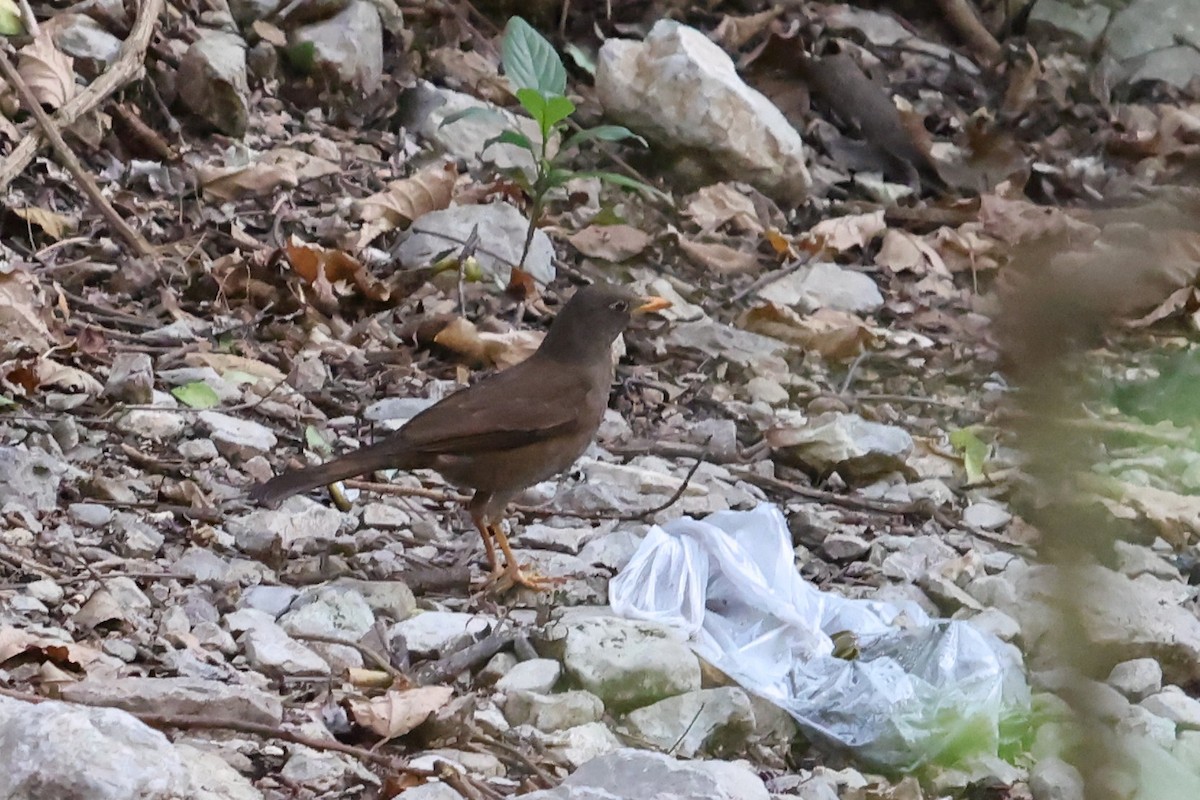 Gray-winged Blackbird - ML659225597