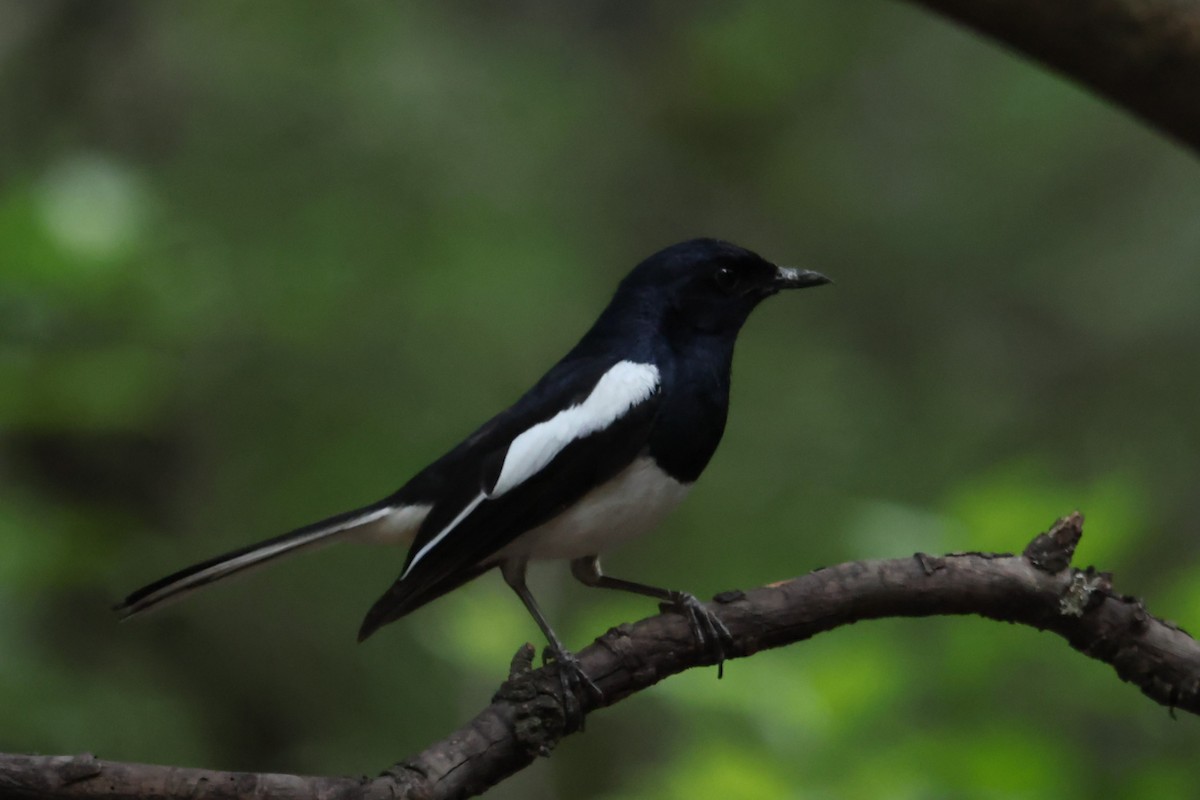 Oriental Magpie-Robin - ML659225608