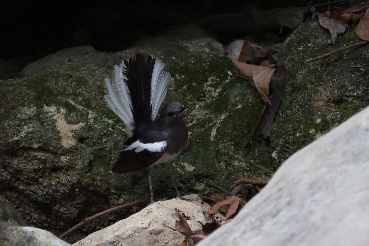Oriental Magpie-Robin - ML659225615