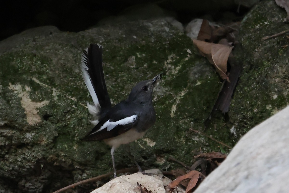 Oriental Magpie-Robin - ML659225624