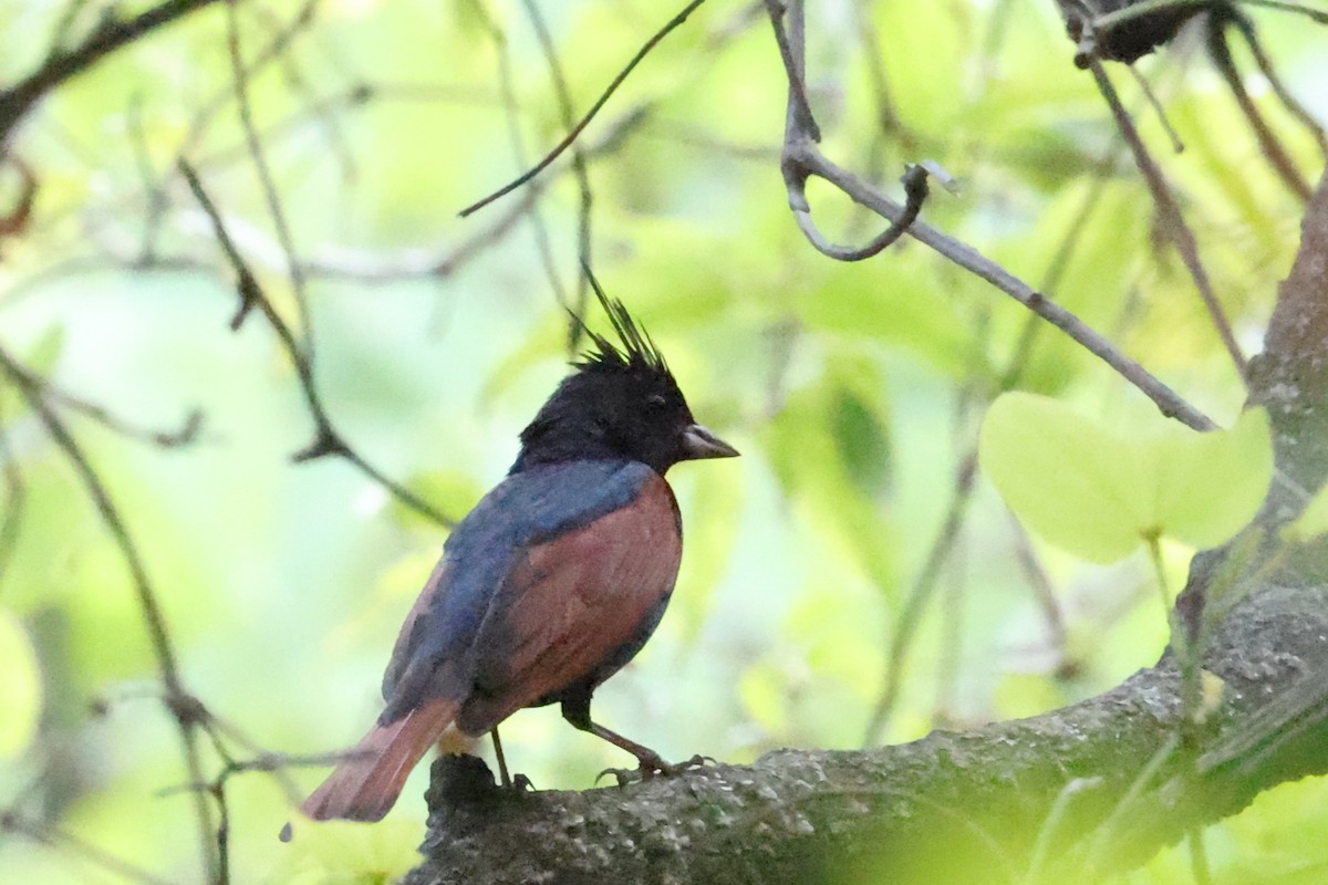 Crested Bunting - ML659225628