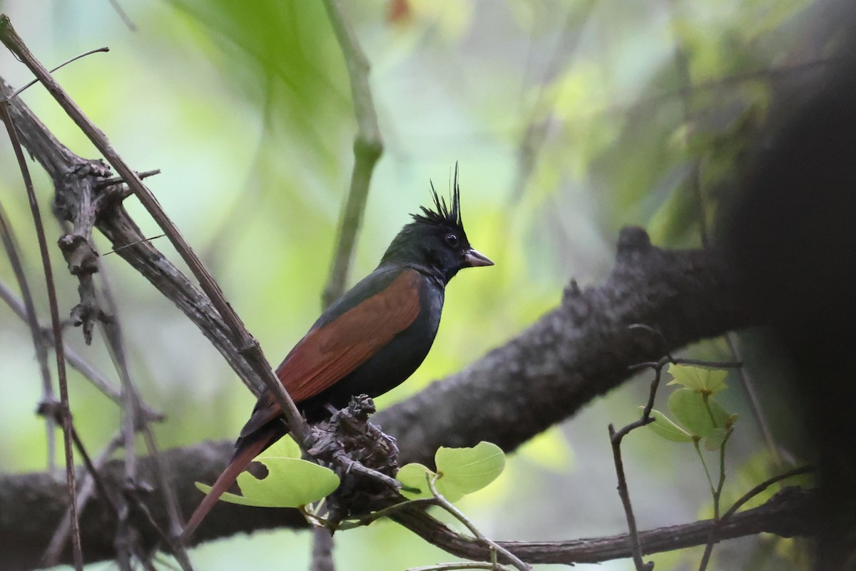 Crested Bunting - ML659225630