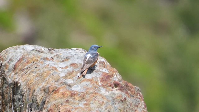 Скеляр строкатий - ML659225657