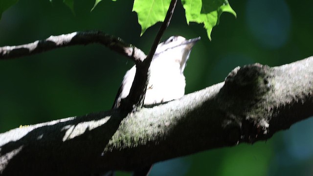 Дятел середній - ML659226236