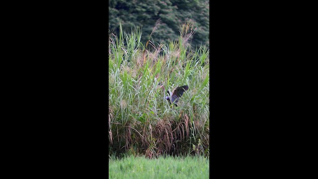 Purple Heron - ML659226458