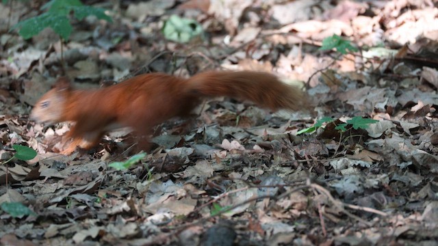 Eurasian Red Squirrel - ML659226464