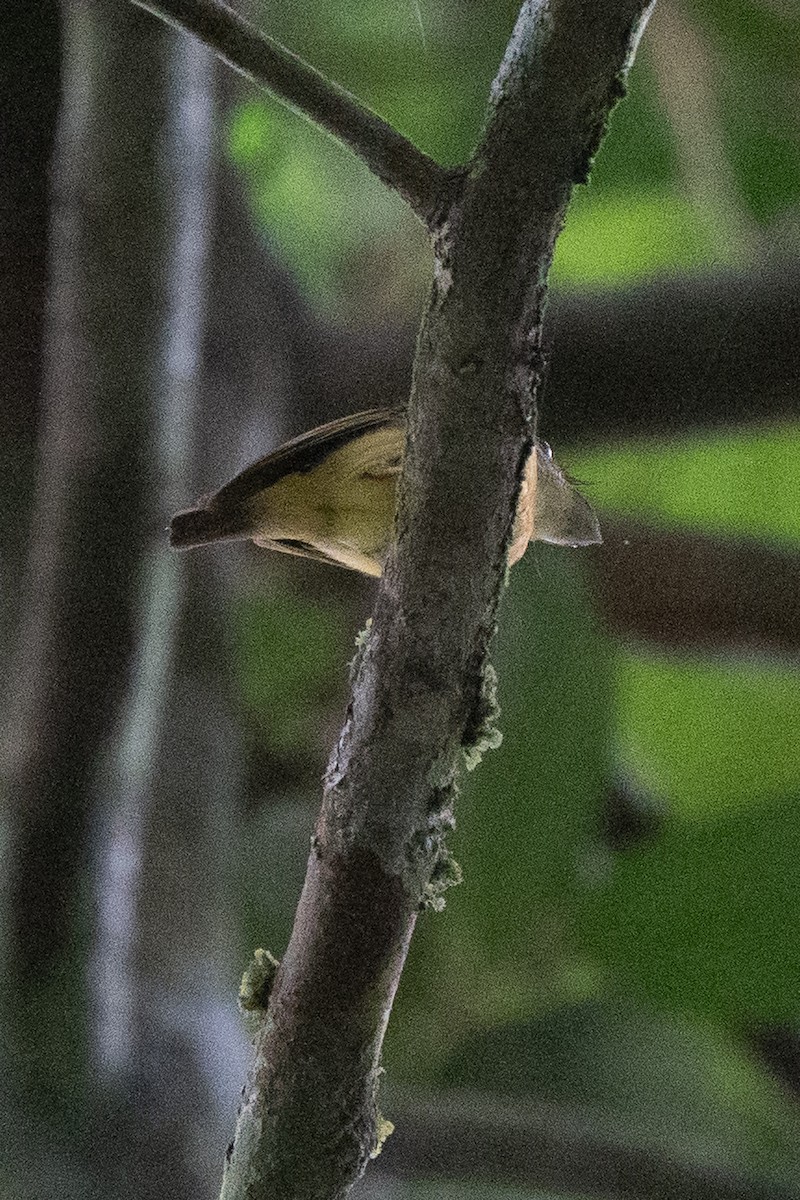 White-crested Spadebill - ML659226470