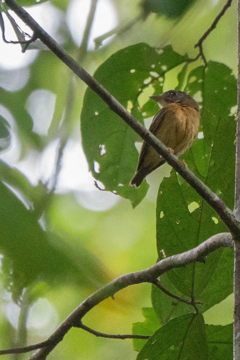 White-crested Spadebill - ML659226471