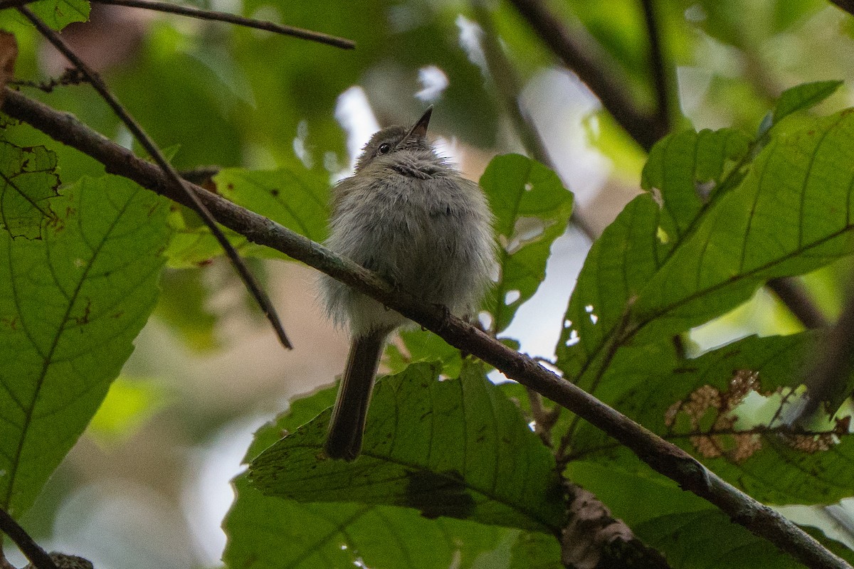 White-bellied Tody-Tyrant - ML659226474