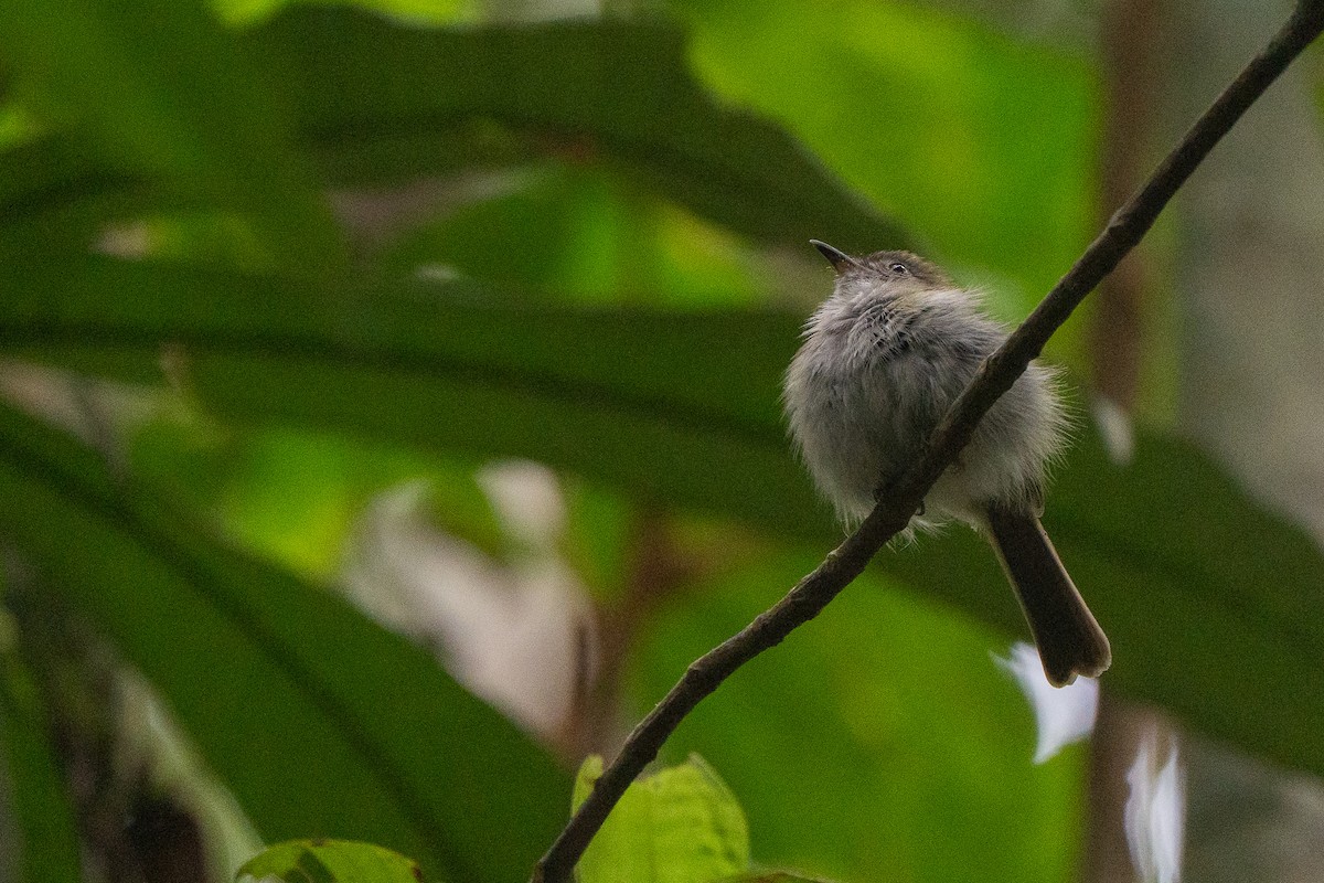 White-bellied Tody-Tyrant - ML659226475