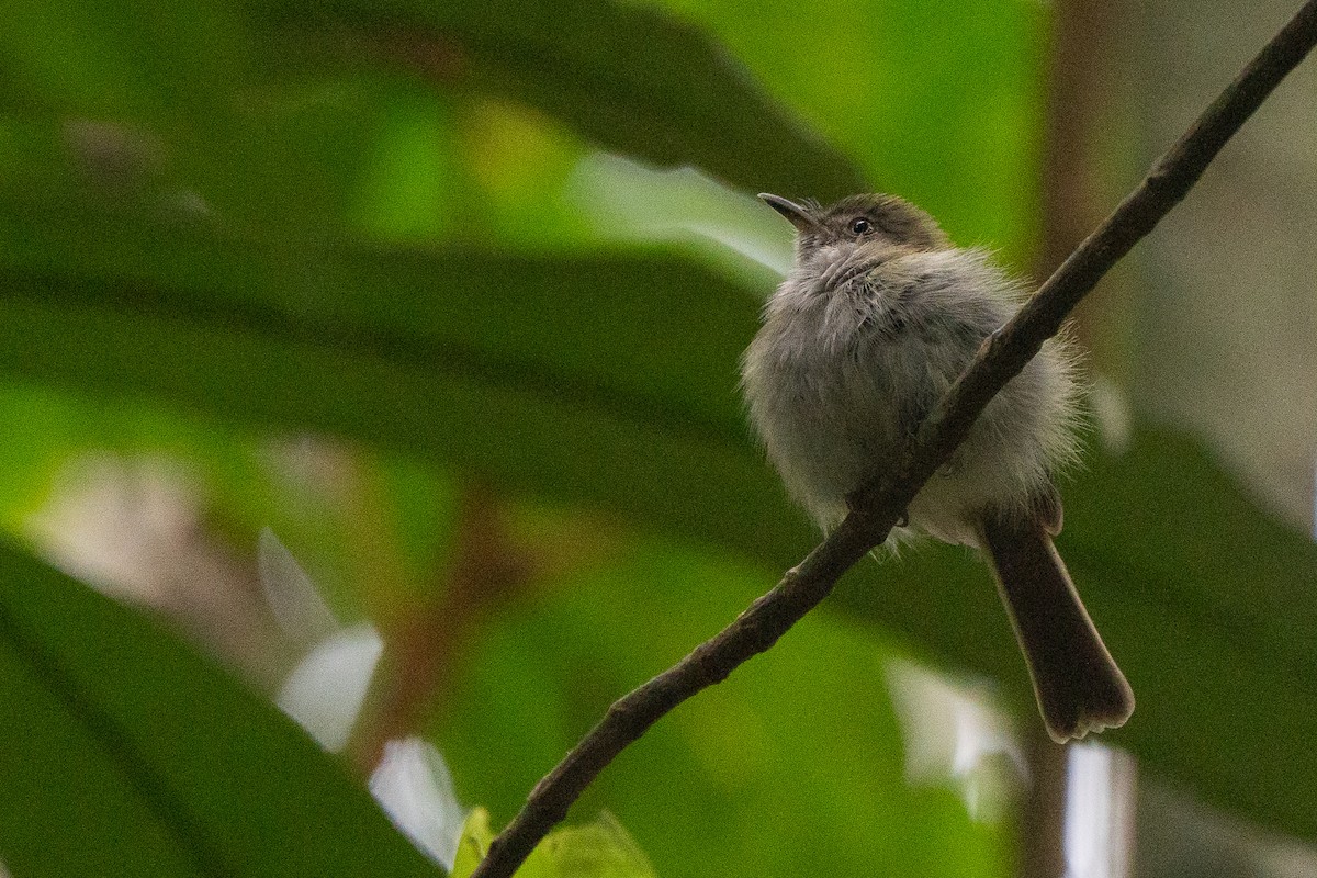 White-bellied Tody-Tyrant - ML659226476