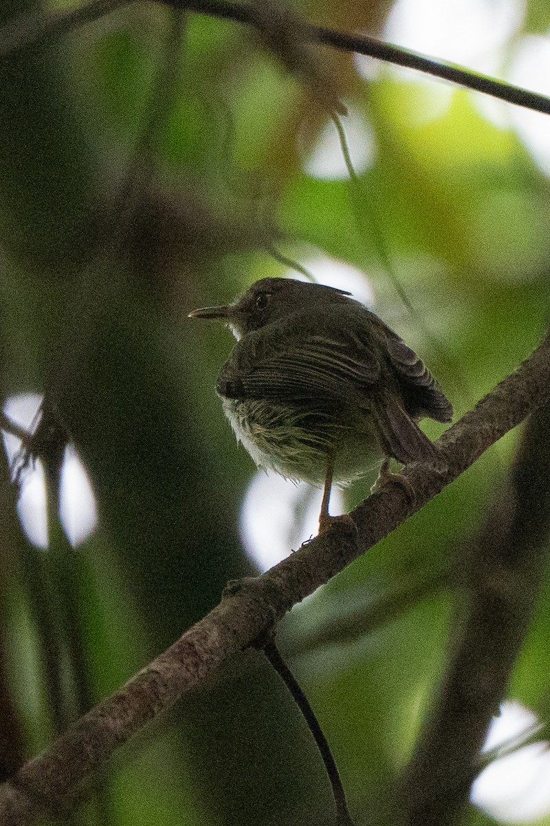 Long-crested Pygmy-Tyrant - ML659226478