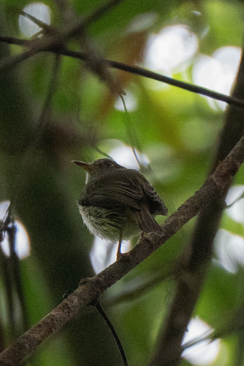 Long-crested Pygmy-Tyrant - ML659226479