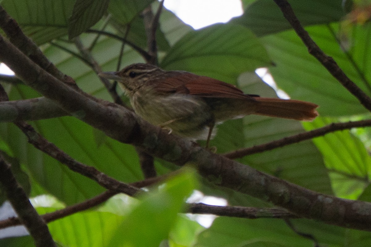 Chestnut-winged Hookbill - ML659226485