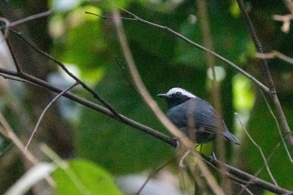 White-browed Antbird - ML659226488